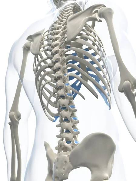 Rear view of spine vertebrae — Stock Photo, Image