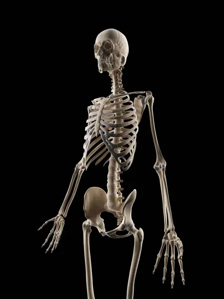 暗い背景に人間の骨格システム — ストック写真
