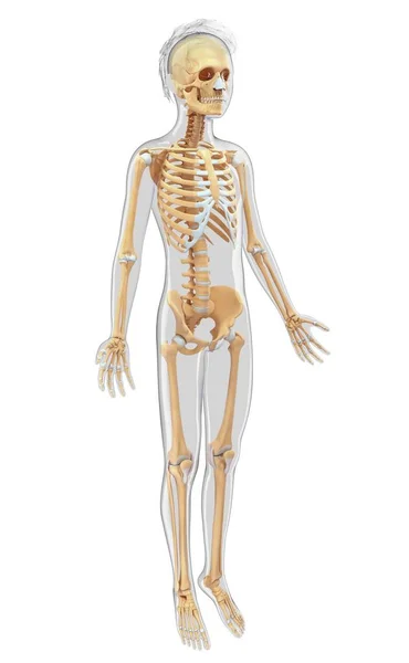 Silhouette umana e sistema scheletrico — Foto Stock