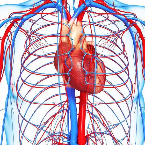 Сердечно-сосудистая система с акцентом на сердце — стоковое фото