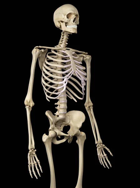 Skeletal system of adult human — Stock Photo, Image