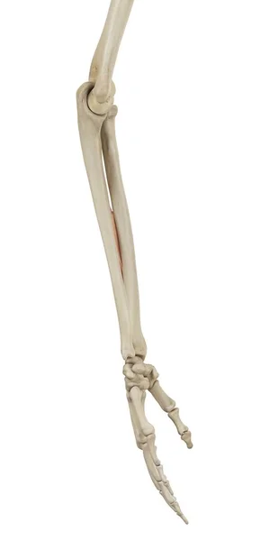 Estructura ósea del brazo inferior y anatomía funcional — Foto de Stock