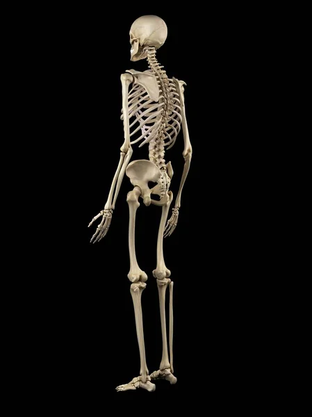 Skeletal system of healthy adult — Stock Photo, Image