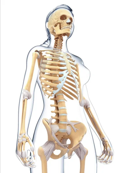 Human silhouette and skeletal system — Stock Photo, Image