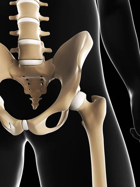 Coluna lombar, ossos pélvicos e articulações da anca — Fotografia de Stock