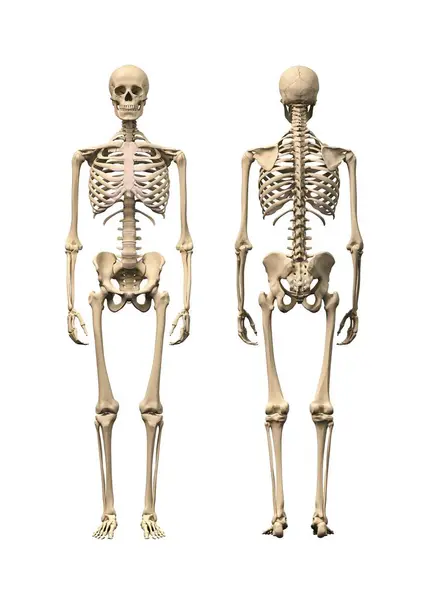 Нормальний скелет людини — стокове фото