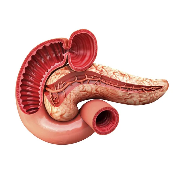 Pankreas ve sindirim sistemi — Stok fotoğraf