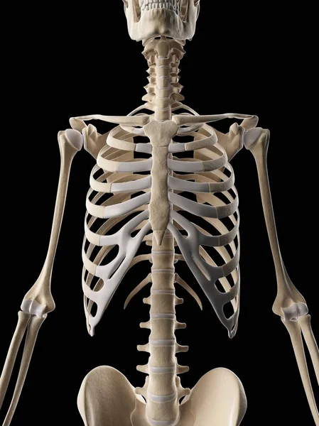人类的胸腔结构 — 图库照片
