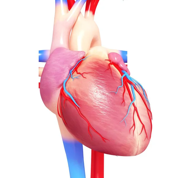 Human heart anatomy — Stock Photo, Image