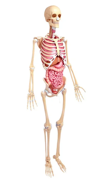 Dorosły mężczyzna anatomii — Zdjęcie stockowe
