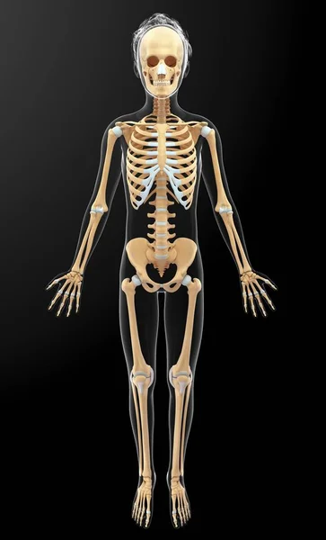 Ανθρώπινη σιλουέτα και το σκελετικό σύστημα — Φωτογραφία Αρχείου