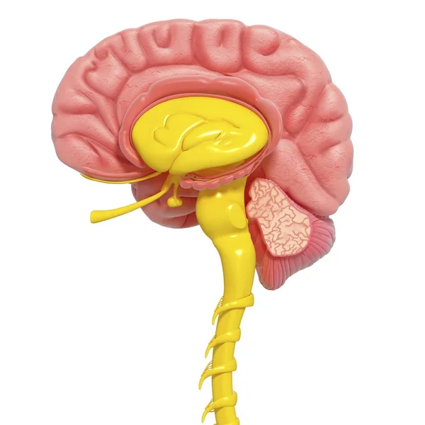 Anatomia głowy odsłaniając struktura mózgu — Zdjęcie stockowe