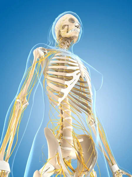 Nervous and skeletal system of adult — Stock Photo, Image