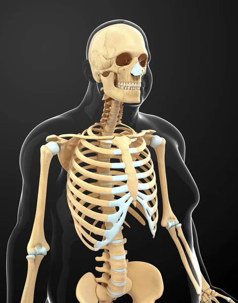 Obez kişinin iskelet sistemi — Stok fotoğraf