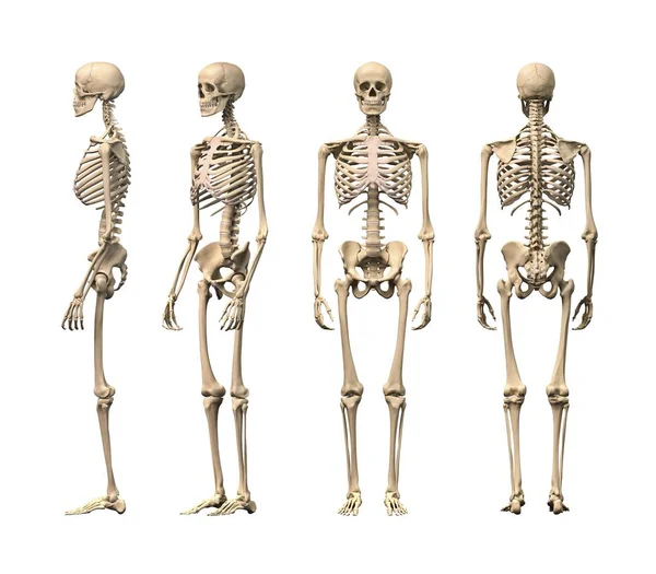 Estructura del esqueleto humano —  Fotos de Stock
