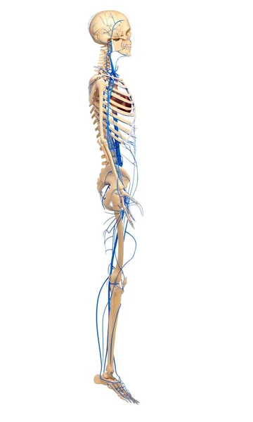 Skeletal and cardiovascular systems of adult — Stock Photo, Image