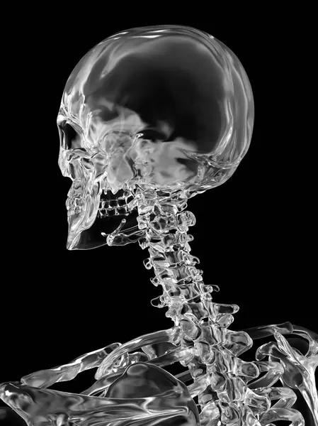 Cervical vertebrae and skull — Stock Photo, Image