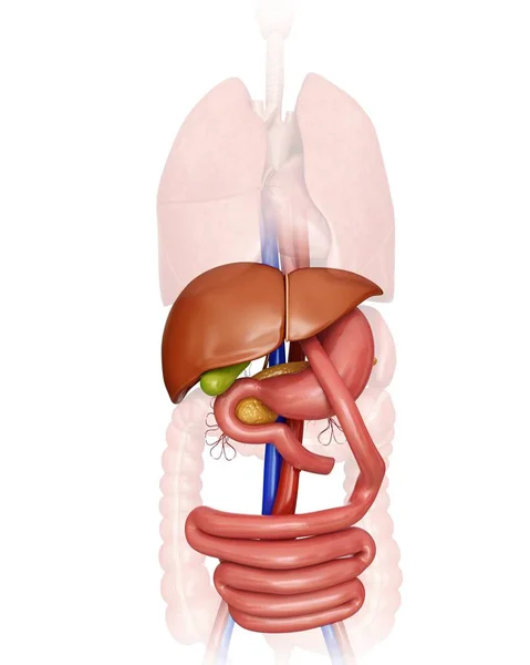 Organi interni e apparato digerente — Foto Stock