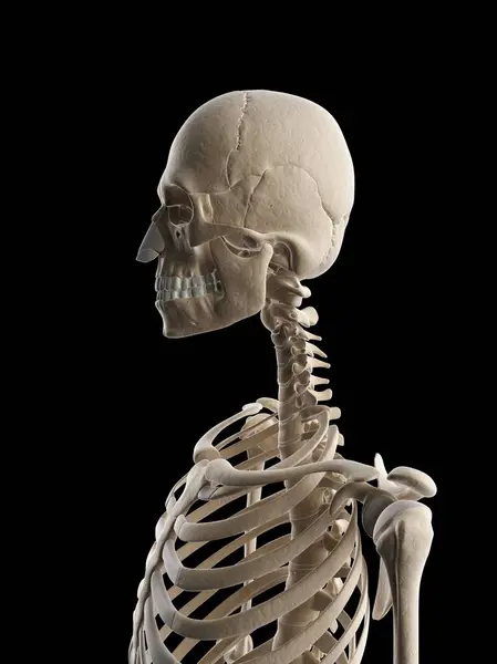 Överkroppen skelettet — Stockfoto