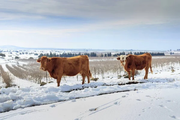 Krowy Łące Wiejskich Snowscape — Zdjęcie stockowe