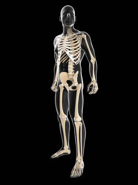 Male silhouette with skeleton — Stock Photo, Image