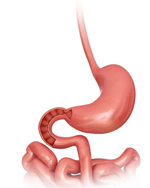 Intestino tenue e stomaco — Foto Stock