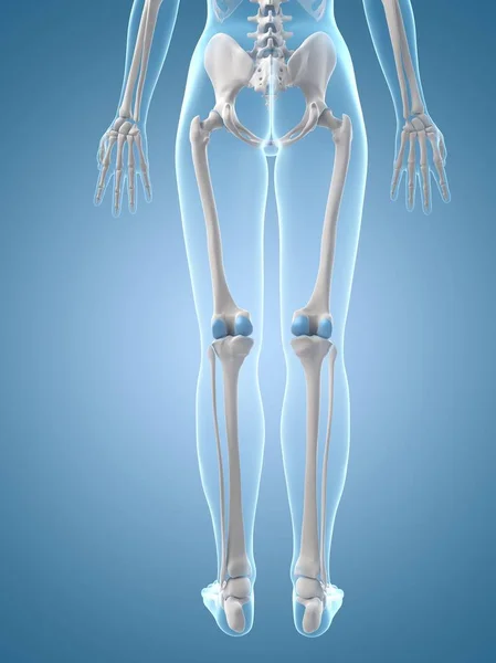 Leg bones anatomy — Stock Photo, Image