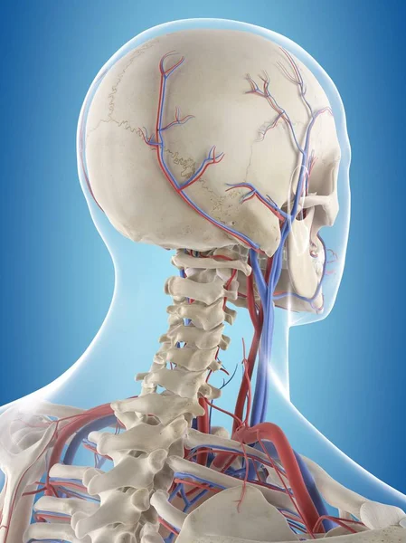 Vascular anatomy of head and neck — Stock Photo, Image