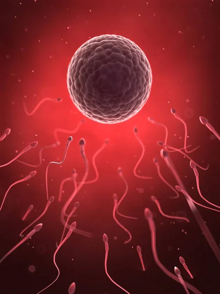 Mänsklig sperma och ägg — Stockfoto