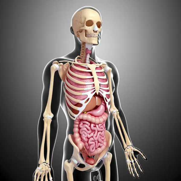 Mužské anatomii ukazující stratifikace tělesných systémů — Stock fotografie