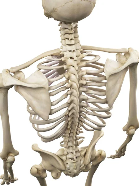 Visualización visual del esqueleto humano — Foto de Stock