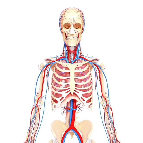Circulatory system and internal organs — Stock Photo, Image