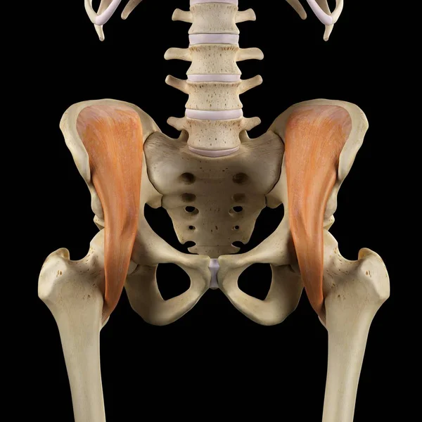 Músculos humanos de la pelvis — Foto de Stock