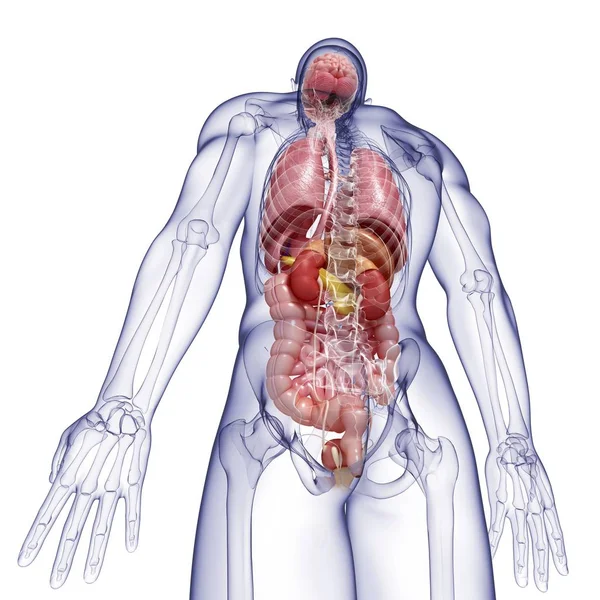 Vascular system with major veins and arteries — Stock Photo, Image