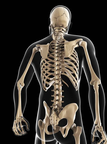 Sistema de esqueleto masculino — Fotografia de Stock