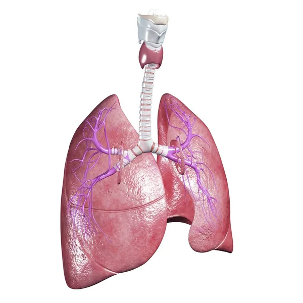 Anatomia polmonare sana — Foto Stock