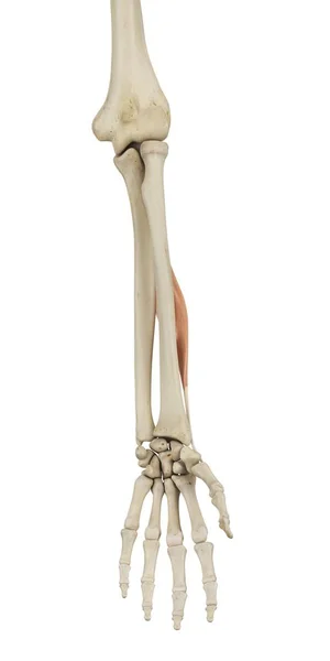 较低的臂骨结构和功能解剖学 — 图库照片
