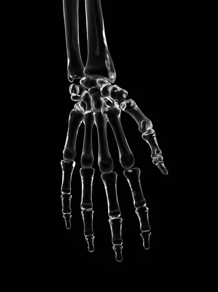 Human hand bones — Stock Photo, Image