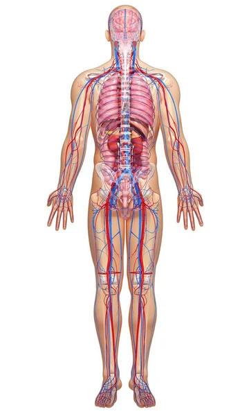 Erkek anatomisi arka görünümü — Stok fotoğraf