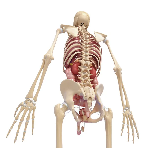 Дорослого чоловічого Анатомія — стокове фото