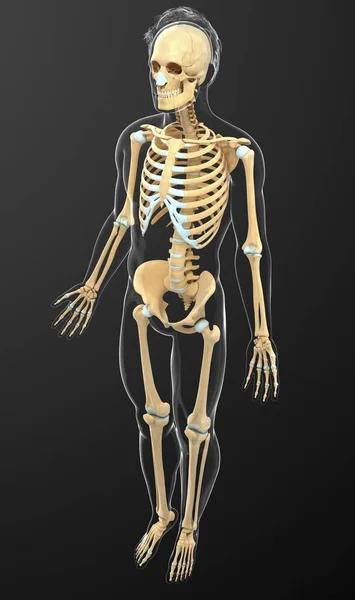 Human skeletal system — Stock Photo, Image