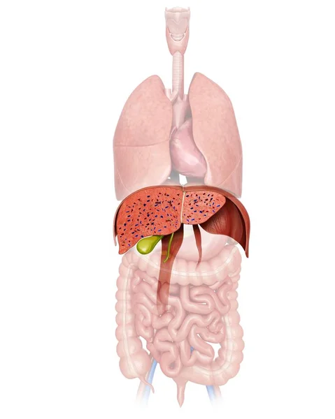 Sezione trasversale del fegato umano normale — Foto Stock