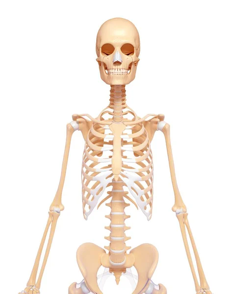 Squelette axial de l'homme adulte — Photo