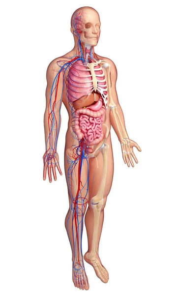 Мужская анатомия, показывающая стратификацию систем организма — стоковое фото