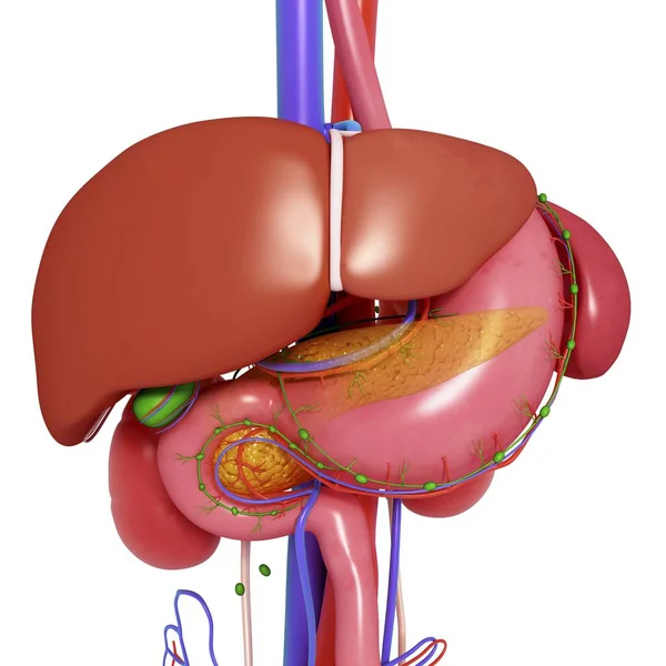 Órganos que componen el sistema digestivo humano — Foto de Stock