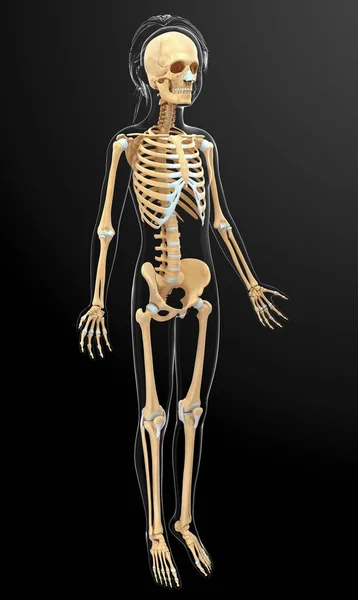 Structural anatomy of adult human — Stock Photo, Image