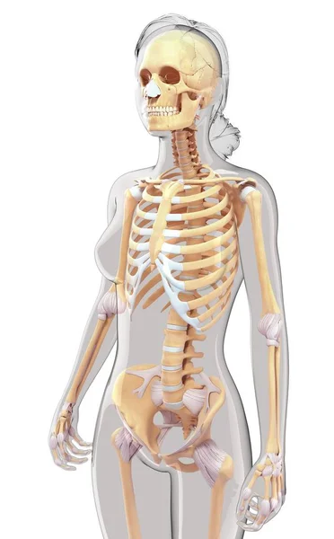 Anatomía estructural del ser humano adulto — Foto de Stock