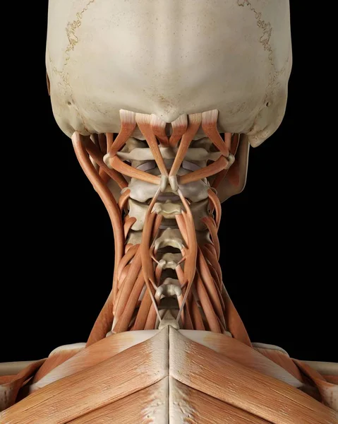 Δομή και μυών ανατομία των οστών λαιμό — Φωτογραφία Αρχείου