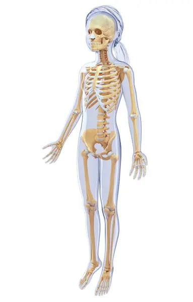 Normal skeletal system of adult — Stock Photo, Image