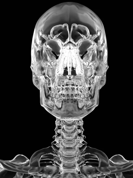 Crâne humain et colonne cervicale — Photo